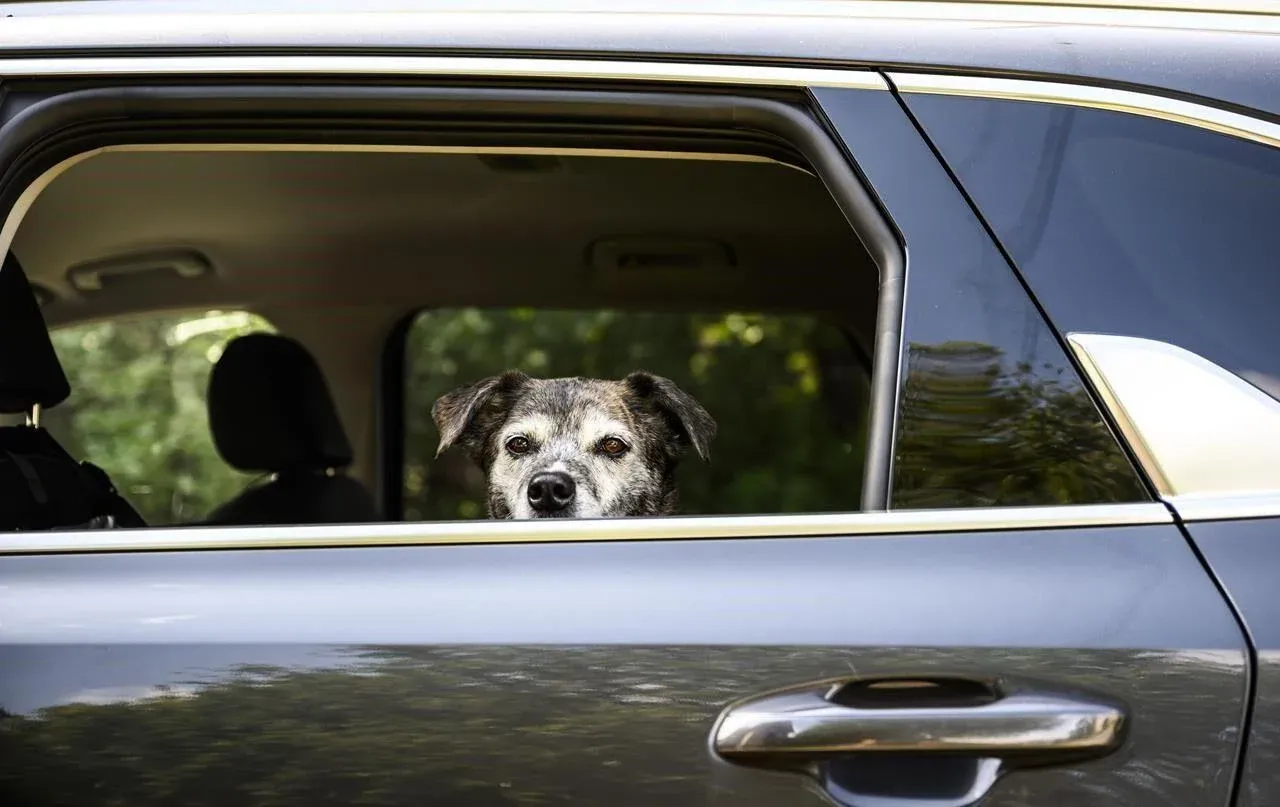 U.S. drops planned regulations for dogs crossing border from rabies-free countries