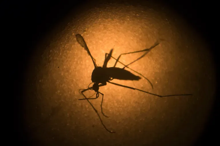 What is the deadly ‘Triple E’ mosquito virus spreading in northeastern US?