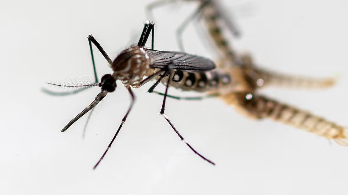 Rare, potentially deadly mosquito-borne virus puts Massachusetts on alert