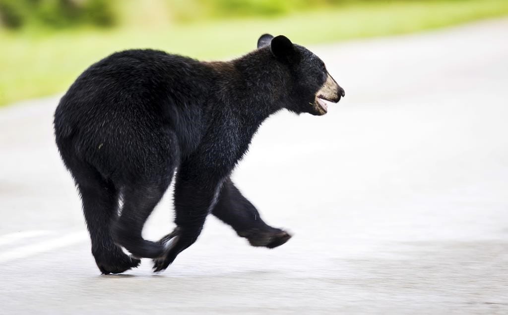 Workers from the DNRR safely removed a black bear from Dartmouth Commons