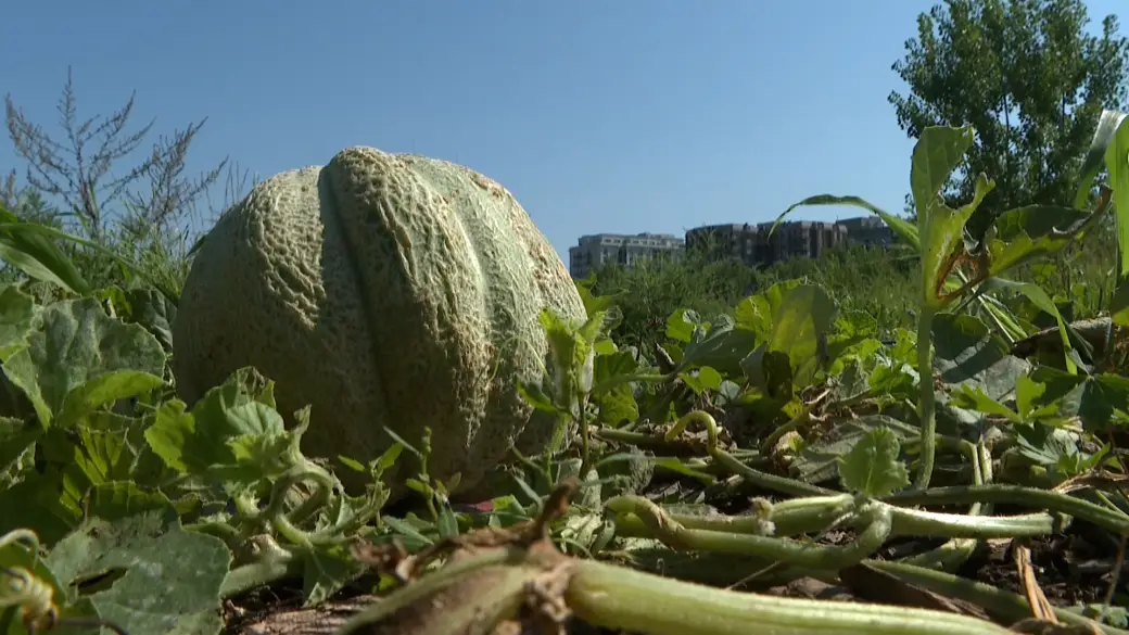 Montreal melon, once thought to be all but gone, makes long-awaited comeback