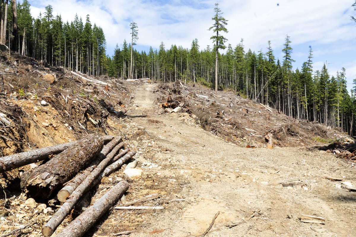 The final old-growth on Quadra Island is at danger without provincial control