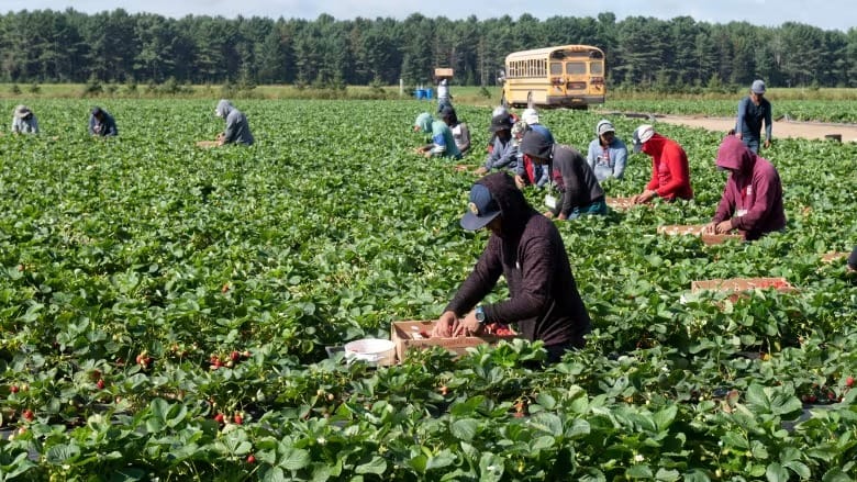 Quebec court greenlights temporary foreign worker class action on closed permits