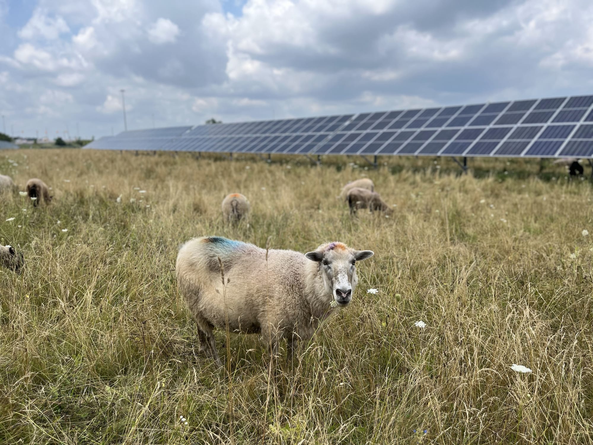 Prime agriculture and solar energy can coexist, but not in Ontario