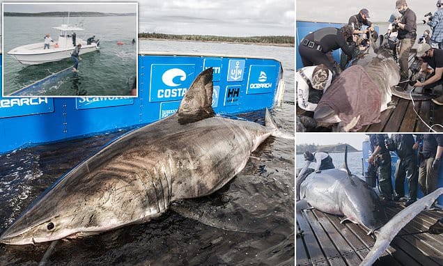 Ocean research device victim of great white shark attack off Nova Scotia shore