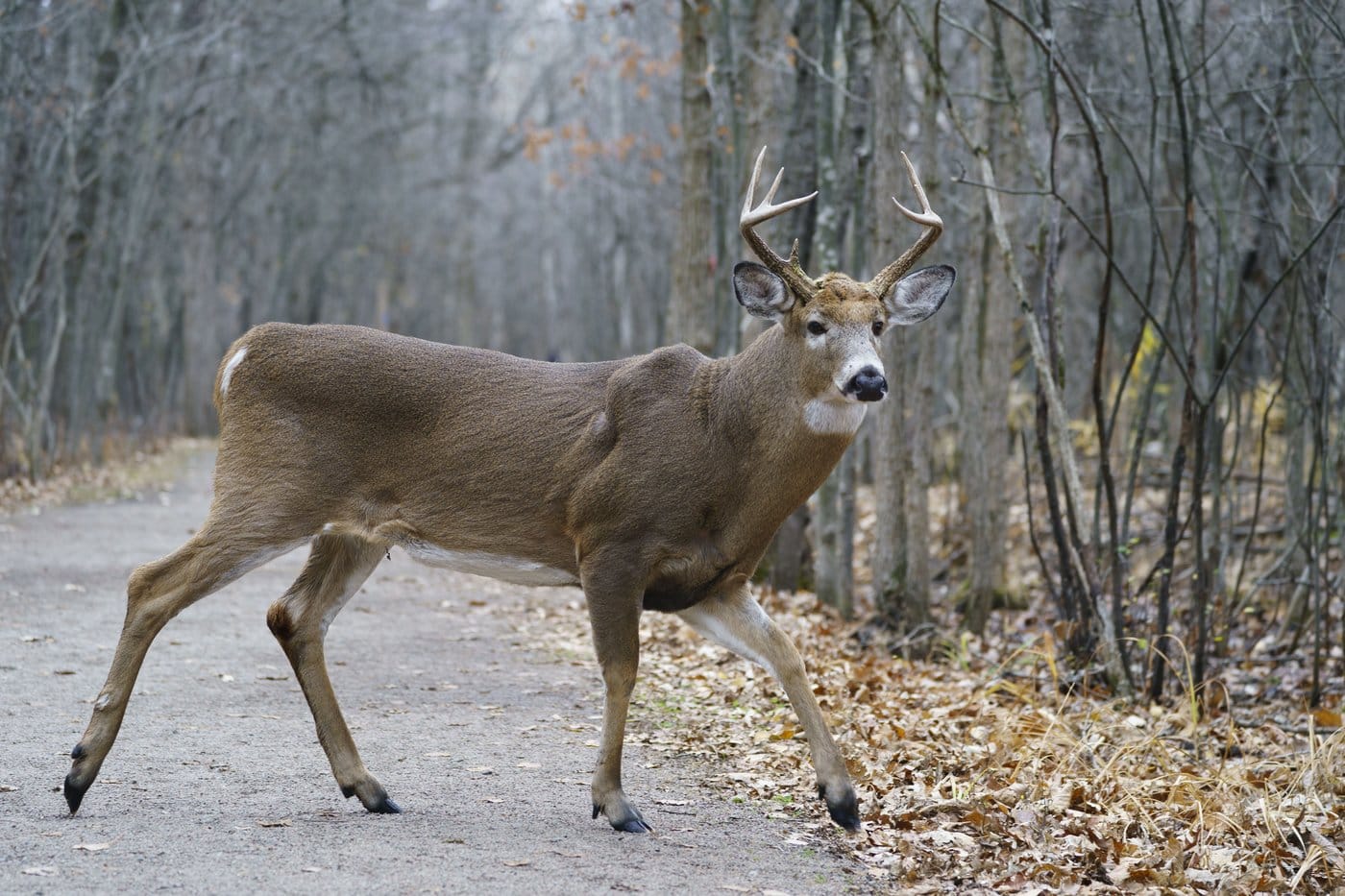 Longueuil receives permission to begin culling deer in a local park that has become overrun