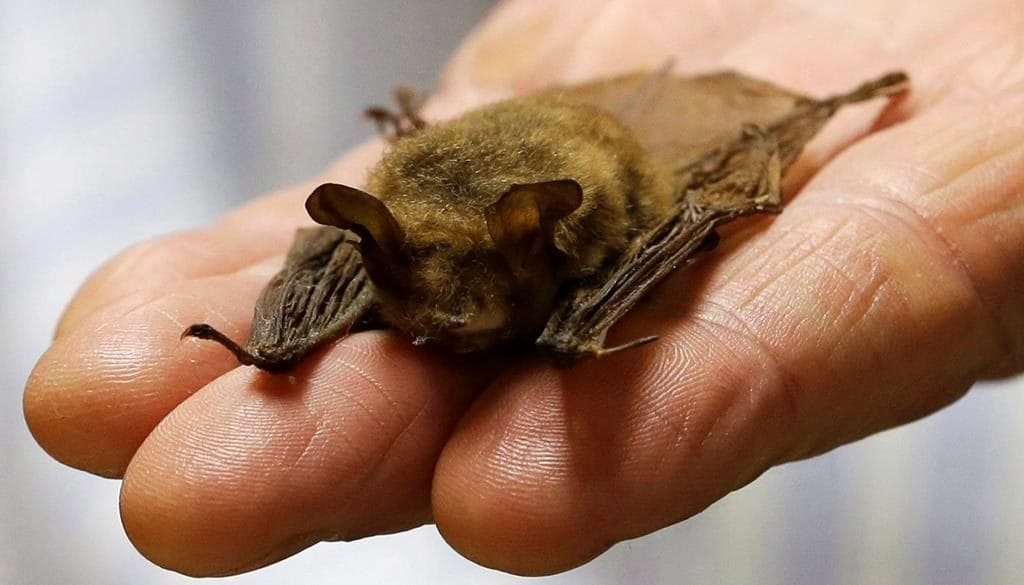 Official verifies that a toddler in Ontario who was exposed to bats died from rabies