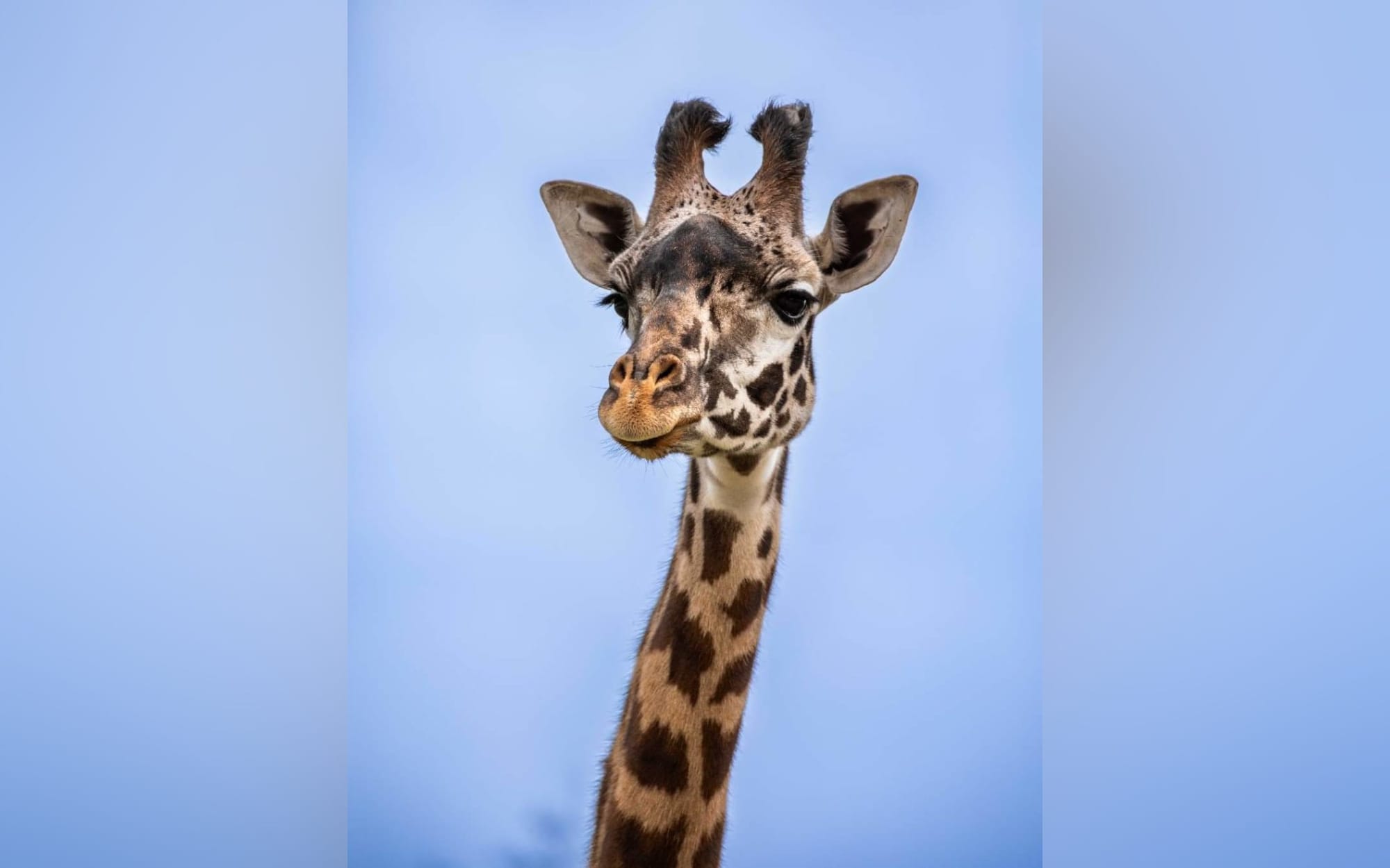 Giraffe makes its trans-Canada journey to the Wilder Institute/Calgary Zoo