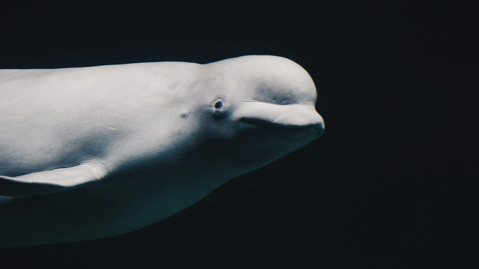 In response to a four-year investigation of the park, another beluga dies in Marineland, Ontario