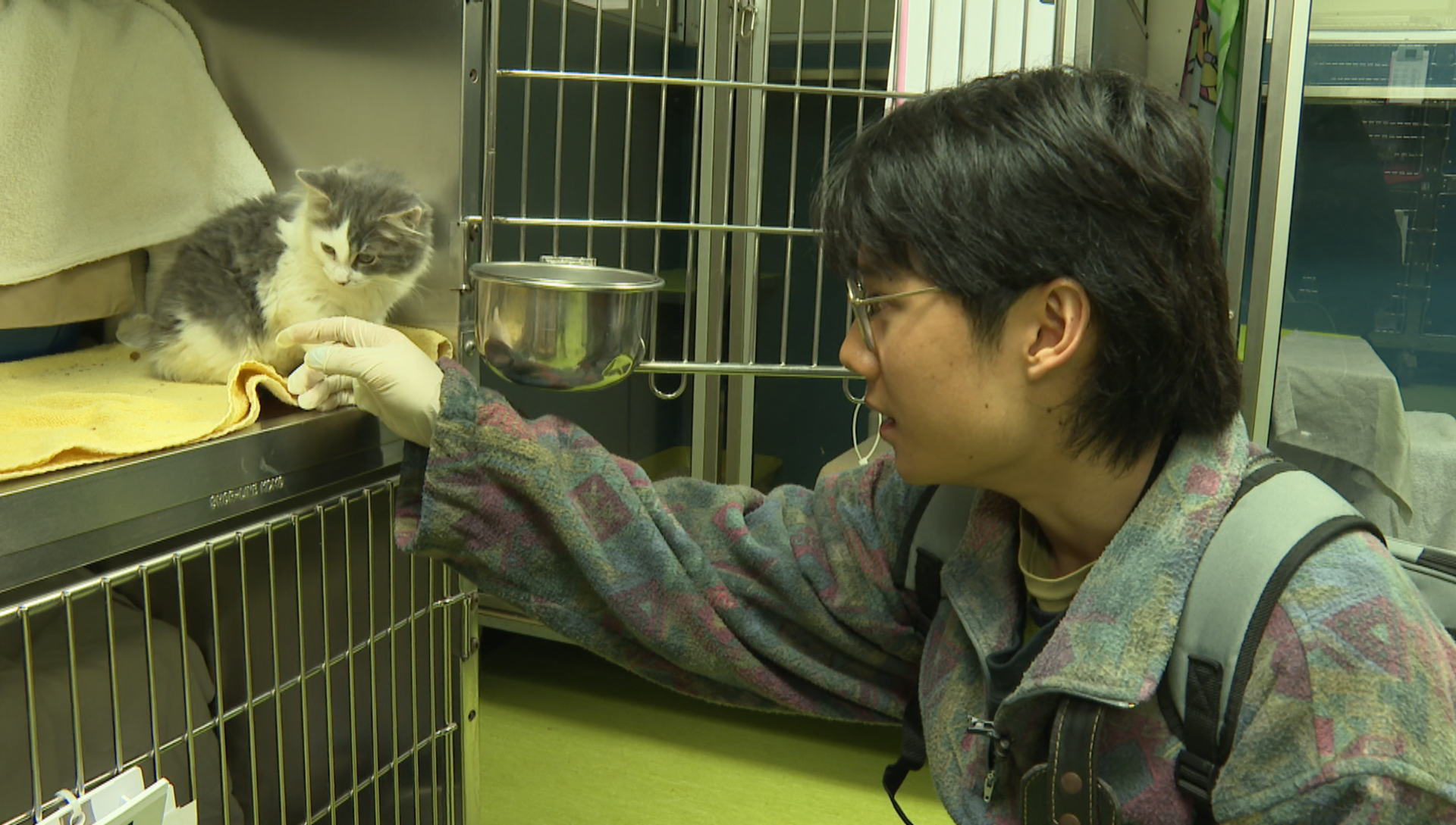 Free adoption day hosted by the Montreal SPCA unites families and dogs