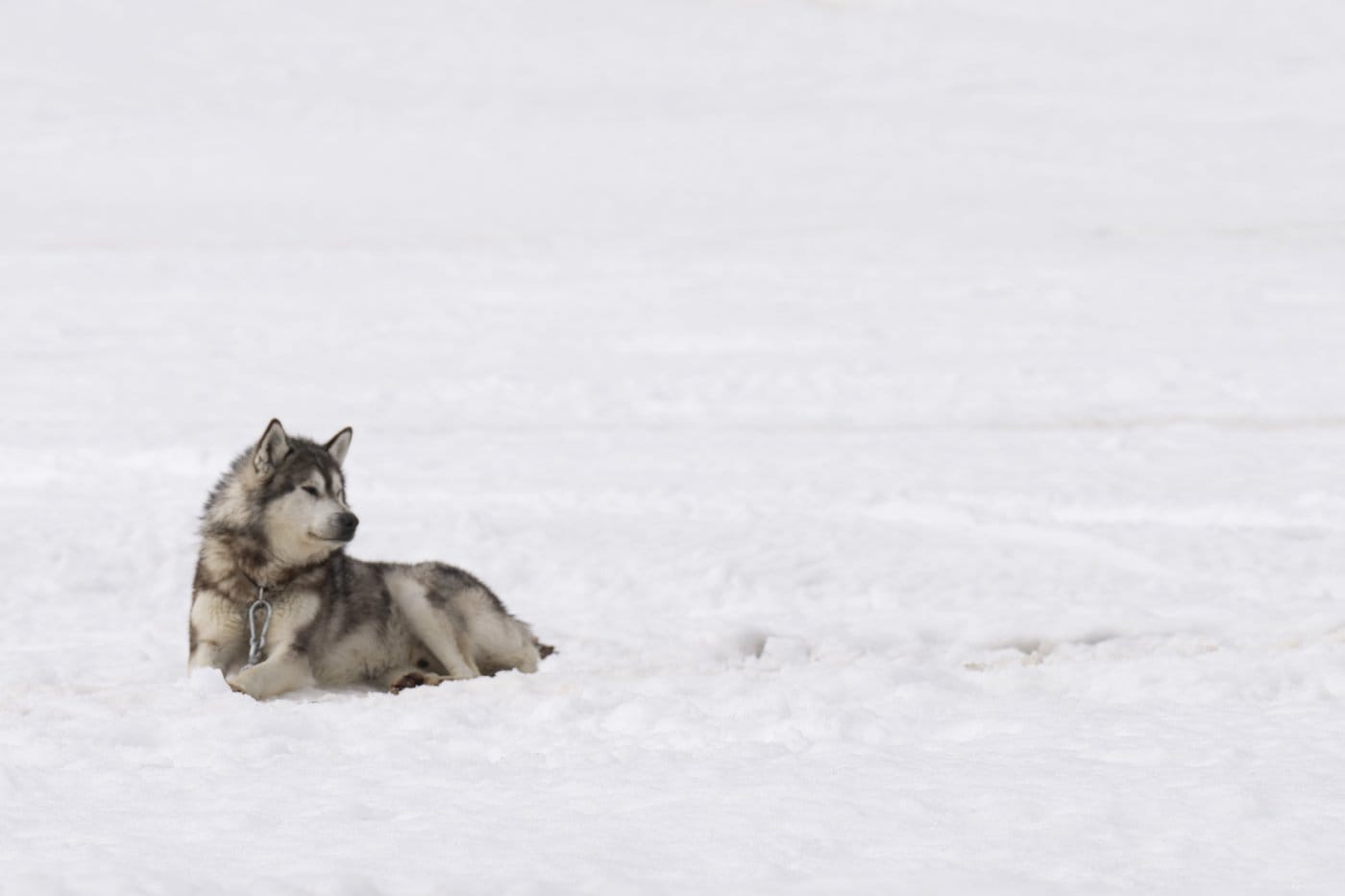 Ottawa provides an apology and $45 million in reparations for the Nunavik Inuit dog killing