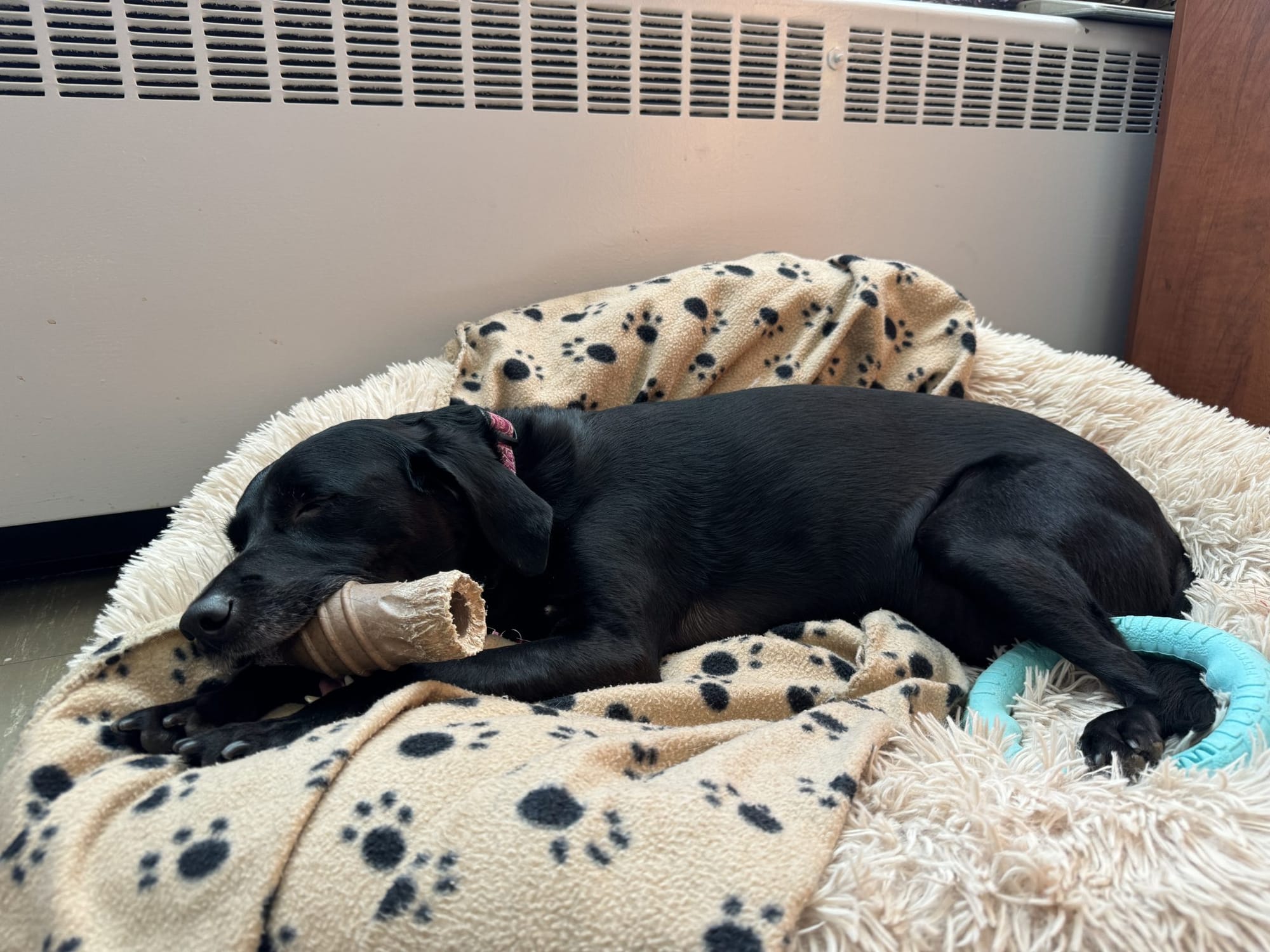 Pets boost students’ mental health at Dollard-des-Ormeaux elementary school