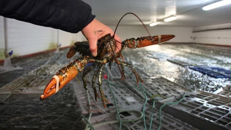 Federal memo estimates up to 30% of lobster catch in Atlantic Canada goes unreported