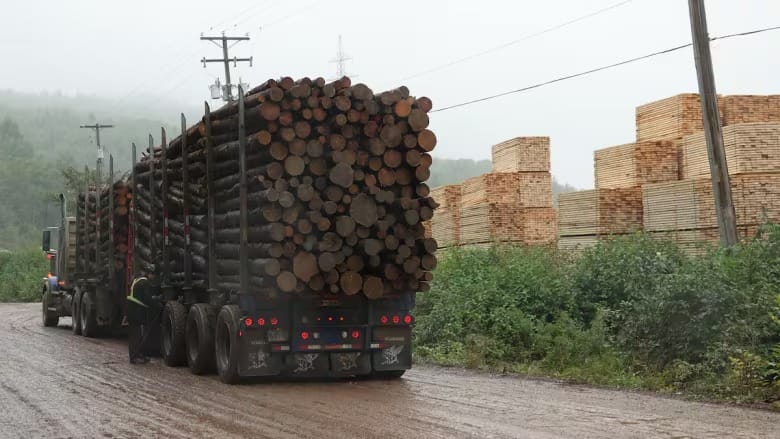 Trump tariffs could lead to Quebec sawmills closing, forestry industry fears