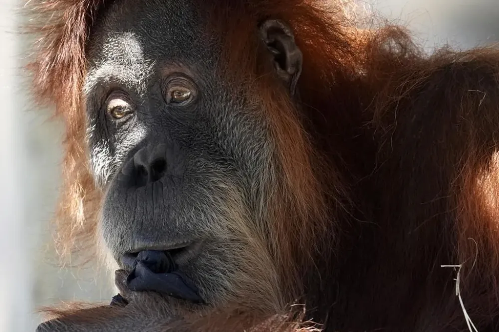 Orangutan briefly escapes habitat at Toronto Zoo, returned safely post image