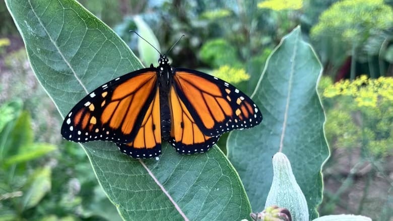 Everton resident fights to save monarch butterflies as populations plummet in 2024 post image