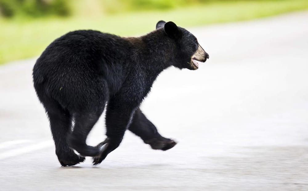 Workers from the DNRR safely removed a black bear from Dartmouth Commons post image