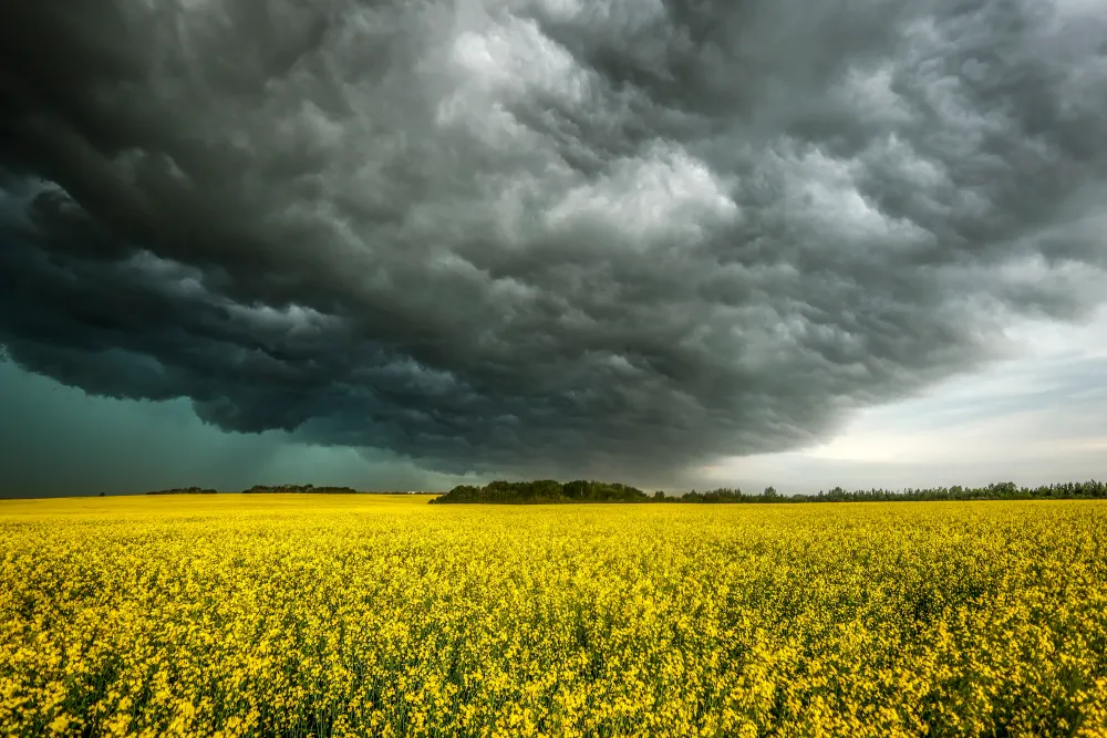 Canola farmers say China retaliatory probe ‘one more thing’ to worry about post image