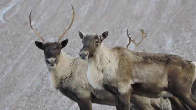 Quebec could lose up to $900M with federal decree to protect caribou population post image