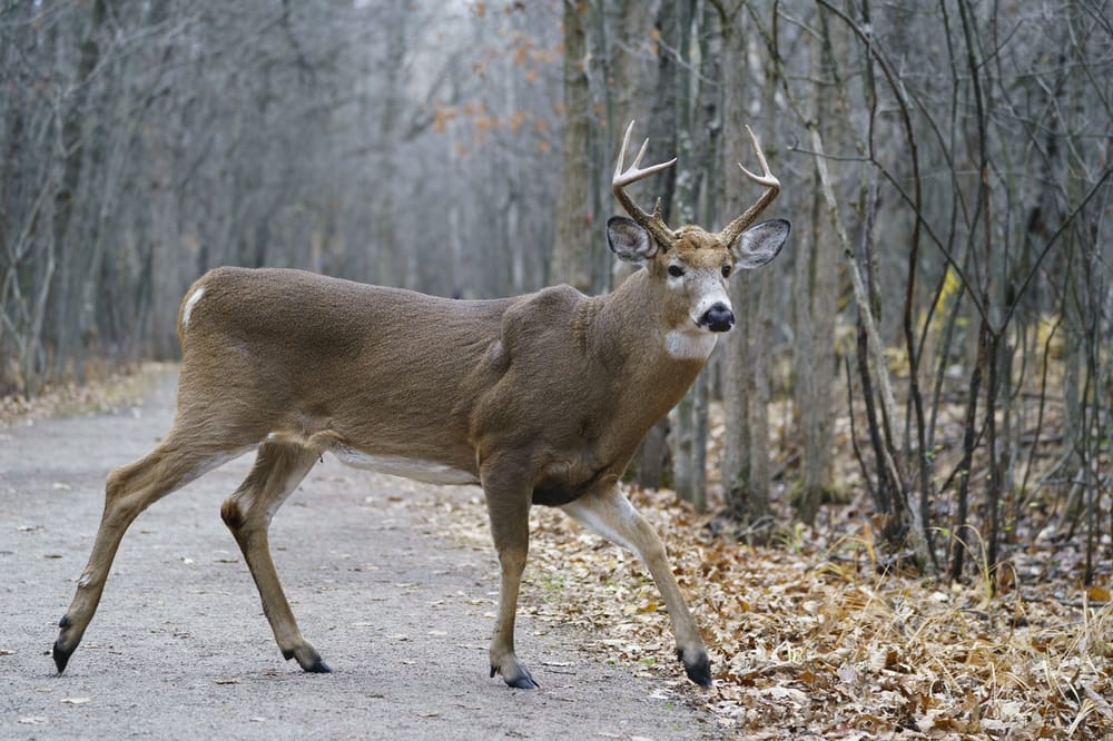 Longueuil receives permission to begin culling deer in a local park that has become overrun post image