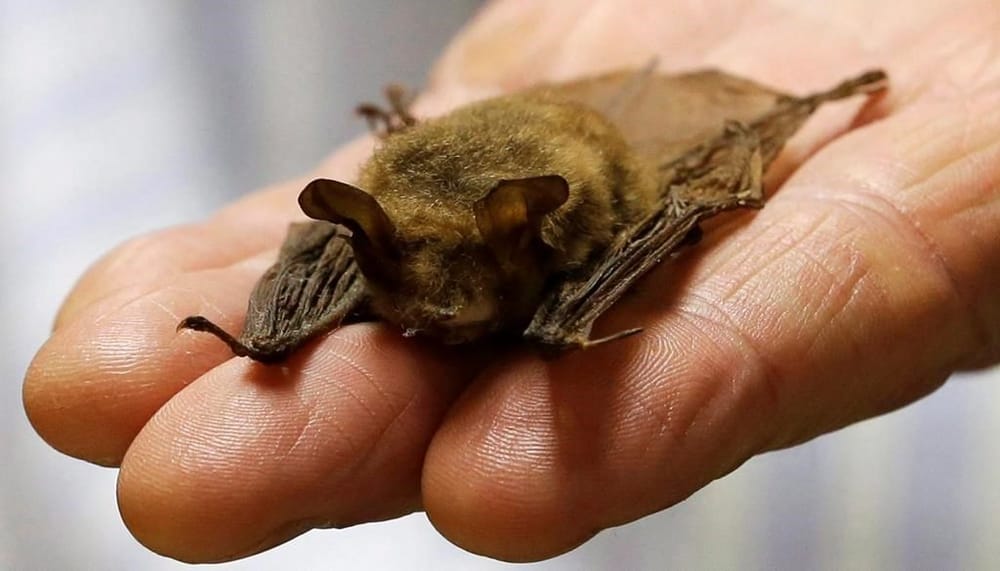 Official verifies that a toddler in Ontario who was exposed to bats died from rabies post image