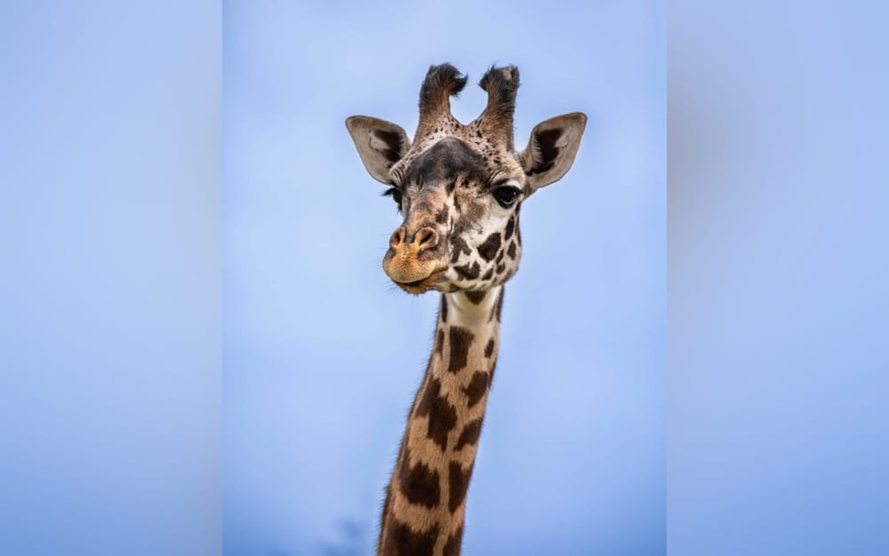 Giraffe makes its trans-Canada journey to the Wilder Institute/Calgary Zoo post image