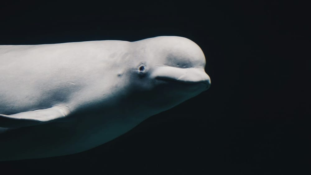 In response to a four-year investigation of the park, another beluga dies in Marineland, Ontario post image