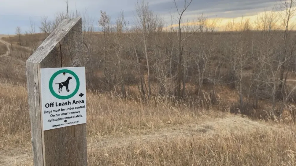 Frustrations over dog poop being left at Calgary’s Nose Hill Park post image