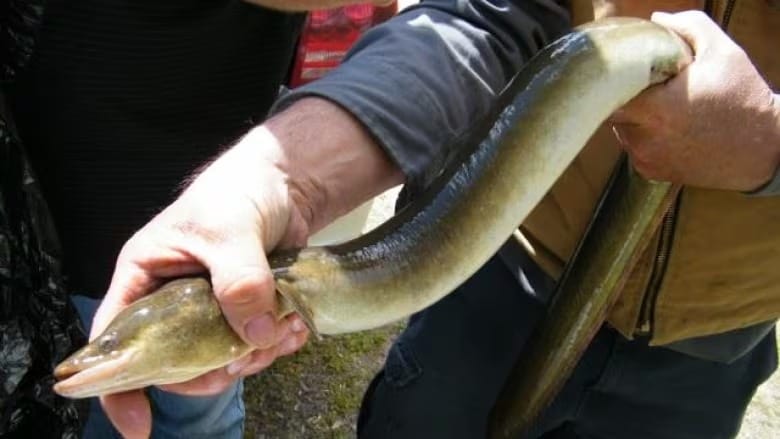 Kitigan Zibi Anishinābeg calls for safe passage for American eels on the Ottawa River post image